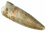 Juvenile Fossil Spinosaurus Tooth - Real Dinosaur Tooth #286762-1